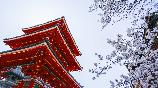 【和風悅景】<本州雙古都溫泉美食賞櫻六天游>