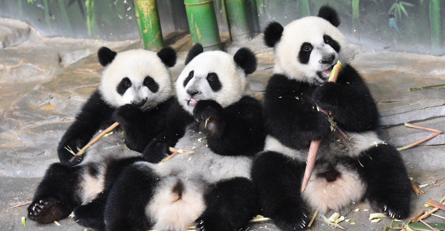 熊貓樂園封面圖